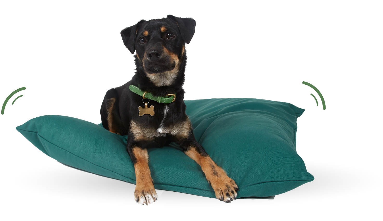 Dog sitting on a cushion