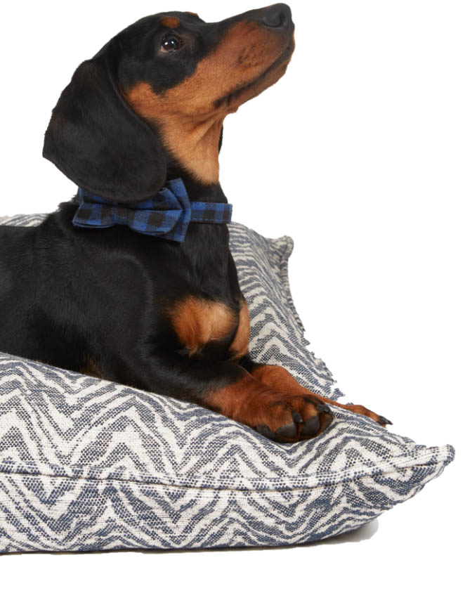 Dog sitting on a cushion