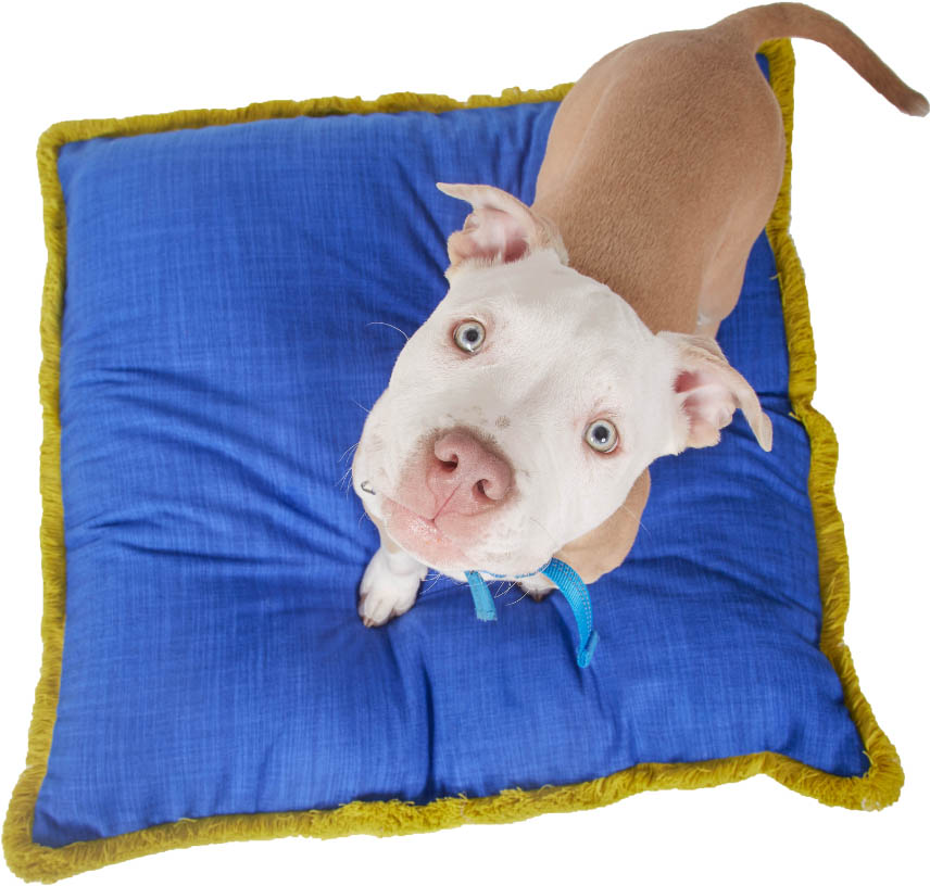 Dog sitting on a cushion