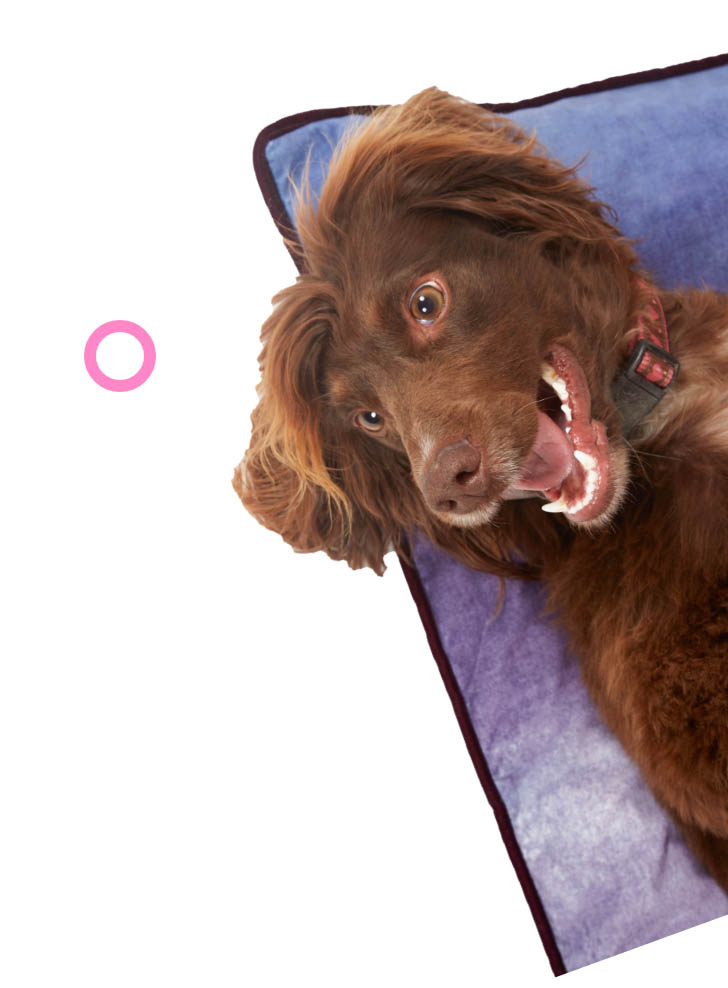 Dog sitting on a cushion