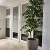 Grey roller blinds installed inside white-framed French doors and side windows, fully lowered and blocking light; modern interior with pale wood floor and a tall potted ficus tree nearby.